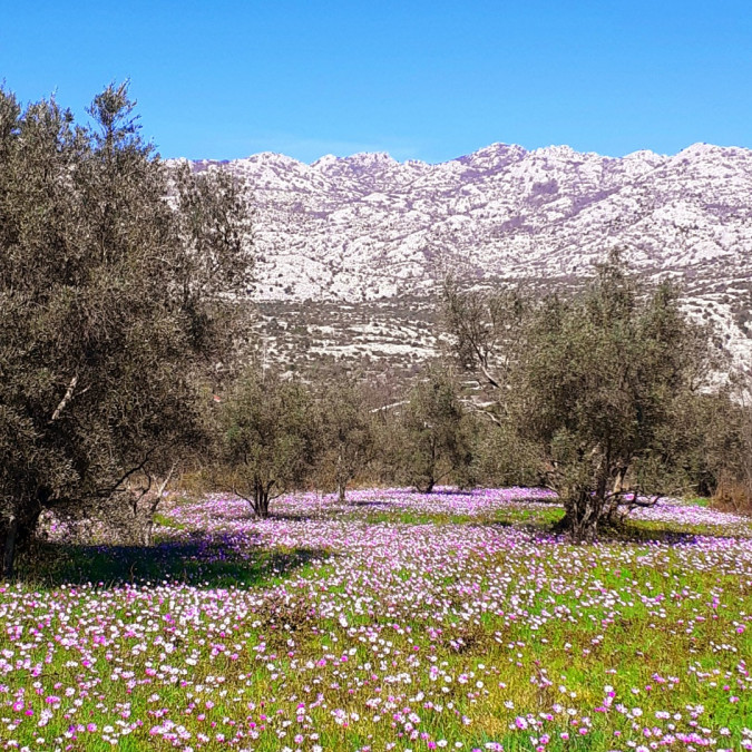 location, MATI VELEBITA  Seline